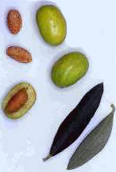 Variété olive aglandau