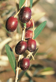 Variété olive cailletier
