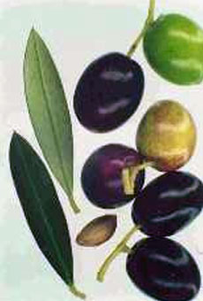 Variété olive cayanne