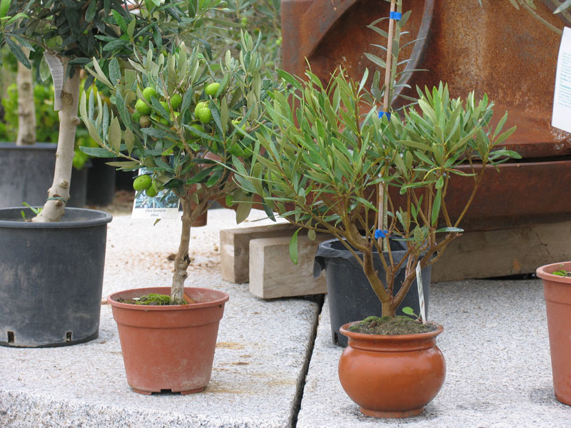  Conseils pour l'entretien d'un olivier en pot